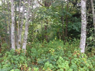 Picture of Point Roberts Parcel Number 405303-108396